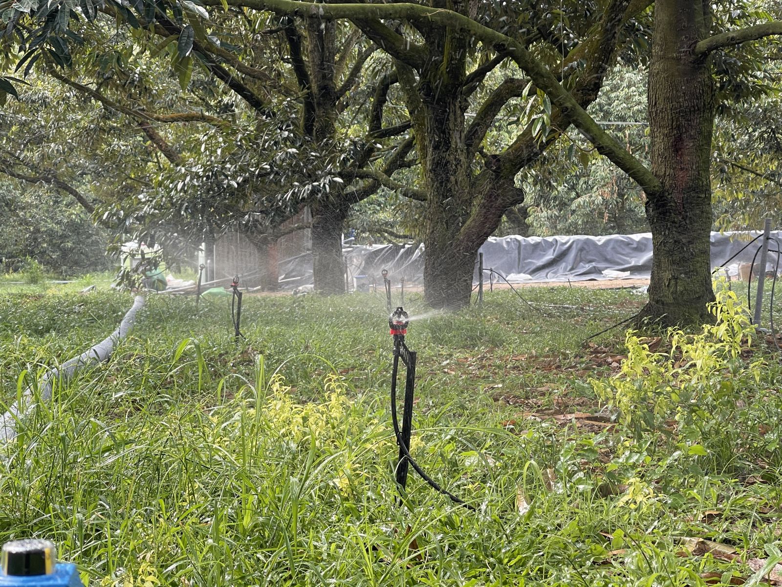 Hệ thống tưới sầu riêng nuôi trái bằng béc VP8 bù áp có van khóa.